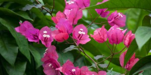bougainvillea
