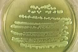 pseudomonas image