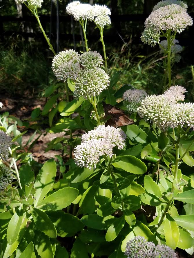 shady-sedum