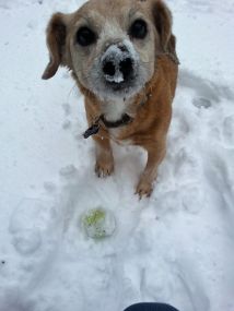 snowy-nose
