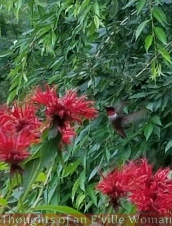 hummingbird watermarked